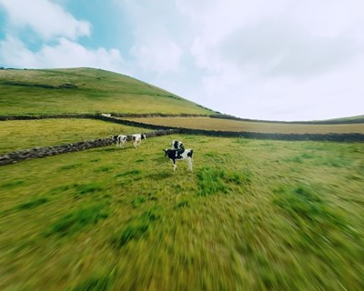 Milhafre lança filme de sensibilização para a preservação da biodiversidade nos Açores