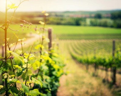 Ministério da Agricultura anuncia medidas de apoio para o setor do vinho