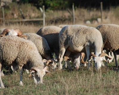 Ministério da Agricultura cria Grupo de Trabalho para o Bem-estar Animal