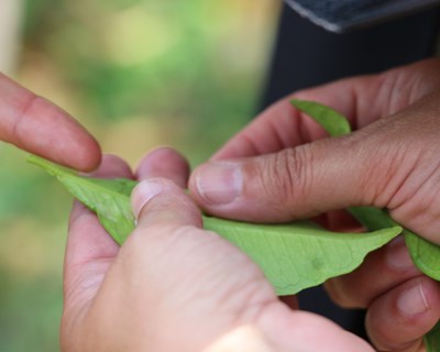 Ministério da Agricultura promove programa de luta biológica  contra a Trioza erytreae