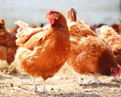 Ministra da Agricultura assina despacho que atualiza as indemnizações dos produtores avícolas tendo como referência a evolução do índice de preços no consumidor