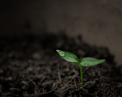 Ministra da Agricultura defende medidas excecionais da UE para atenuar efeitos da seca e da inflação