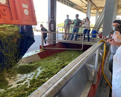 Ministra da Agricultura e Secretário de Estado da Agricultura e do Desenvolvimento Rural acompanham vindima na região do Tejo