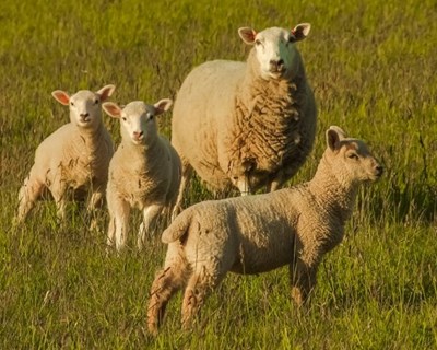 Ministra da Agricultura visita empresas alentejanas ligadas à produção animal