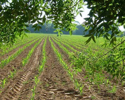 Ministro da Agricultura quer manutenção do orçamento da PAC pós 2020