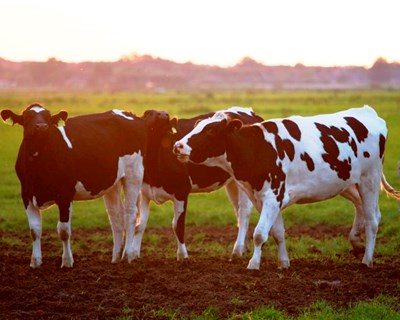 Moçambique vai vacinar cerca de 400 mil bovinos contra febre aftosa