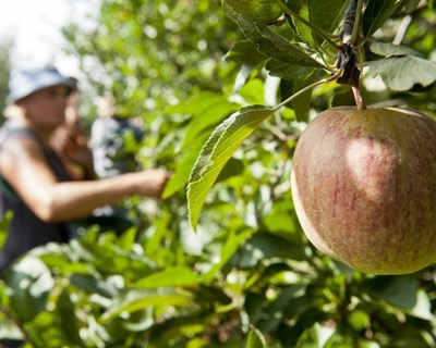 Moimenta da Beira: maçã e vinho com quebra entre os 35 e os 50%