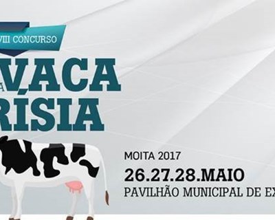 Moita promove concurso dedicado à Vaca Frísia