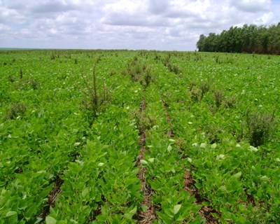 Montemor-o-Velho debate “teledeteção para o maneio agronómico de água e nutrientes”