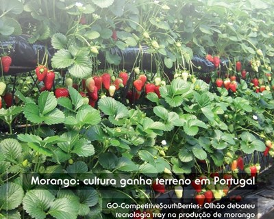Morango é o tema do suplemento Pequenos Frutos 22