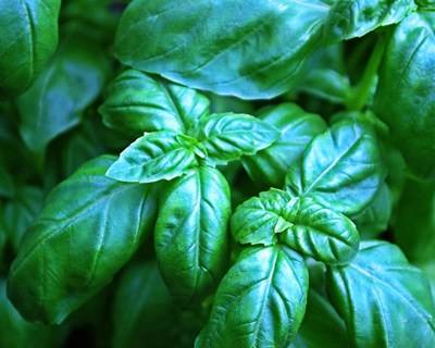 Moura: plantas aromáticas e medicinais em reflexão