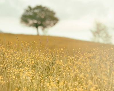 Mudanças na agricultura e alimentação podem combater aquecimento global