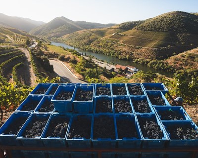 Symington Family Estates: Muito bons sinais da vindima de 2024 no Douro