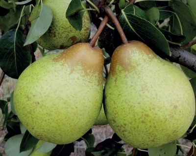 Número de horas de frio na época de floração, colheita e produção da pereira ‘Rocha’