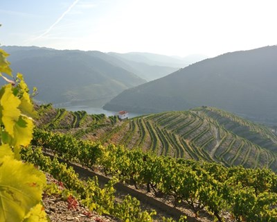 Nova dotação do VITIS com foco na valorização da produção biológica, agricultura familiar e vinhas históricas