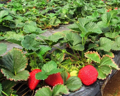 Nova legislação europeia sobre agricultura biológica