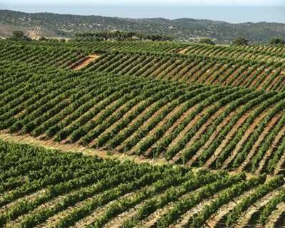 Novas Regras para o Regime de Autorizações para plantações de Vinhas