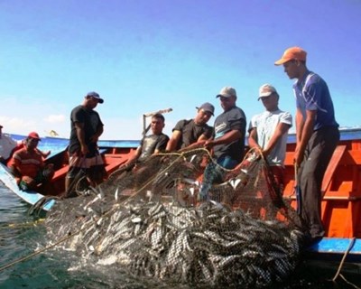 Novos limites sobre captura diária de sardinha já entraram em vigor