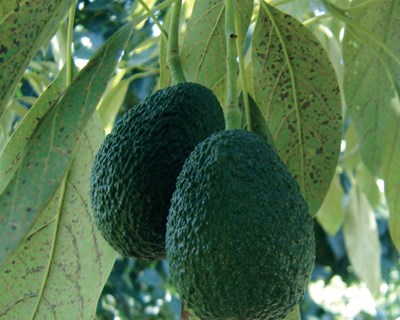 O futuro do abacateiro na Península Ibérica