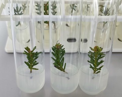 O impacto da cultura in vitro na valorização da Corema album