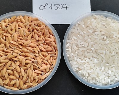 O Programa Nacional de Melhoramento Genético do Arroz - as primeiras variedades e o futuro