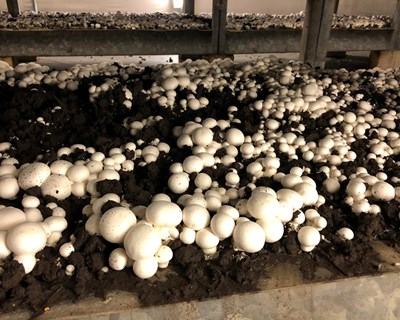O projeto “Mogaricus Cogumelos" no Planalto Mirandês