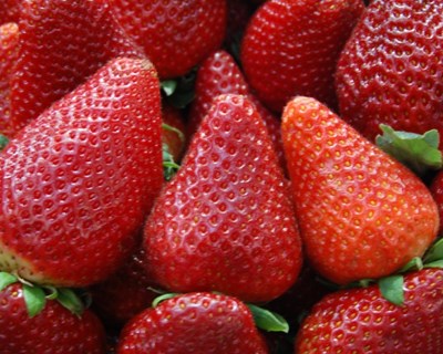 Olhão recebe evento sobre “tecnologia de produção de morango com plantas tray”