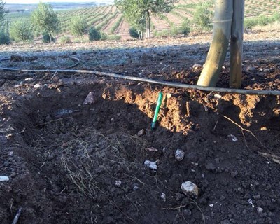Olival: aplicação, via fertirrega, do organismo formador de micorrizas