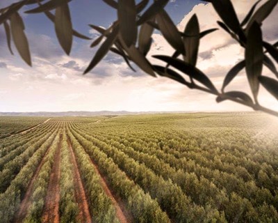 Olival moderno está a contribuir para a estabilidade do emprego no Alentejo e no País