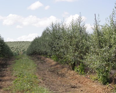 Olivicultura: Boas práticas no caminho da sustentabilidade
