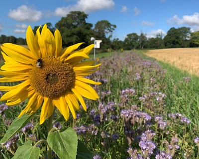 Operation Pollinator: Sensores monitorizam biodiversidade nos campos agrícolas
