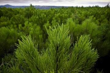 Ordem dos Engenheiros promove Fórum dedicado à floresta portuguesa