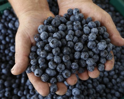 Organizações de Produtores de Pequenos Frutos pedem auxílio ao Governo