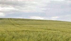 Origin Green: marca do Setor Agroalimentar Irlandês para a sustentabilidade