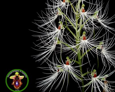 Orquídeas raras em flor enchem de beleza o Mercado de Santa Clara em Lisboa