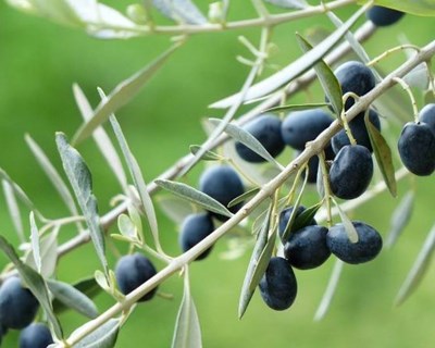 ORTIVA TOP: fungicida Syngenta autorizado em olival e arroz