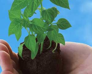Os 10 países com mais terra dedicada à Agricultura Biológica