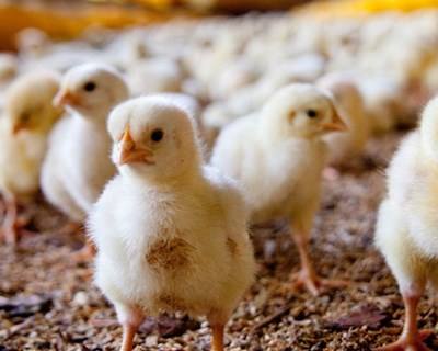 Os 7 Compromissos do Setor Alimentação Animal francês