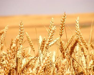 Otimismo para 2017 no mercado internacional de cereais