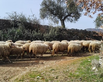 Ovinos de raça Churra da Terra Quente