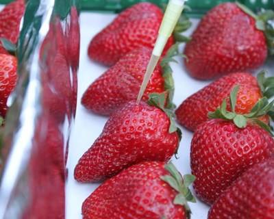 OXYION: tecnologia para alargar vida comercial dos frutos