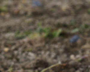 Pagamento das Ajudas Diretas aos Agricultores antecipado para outubro