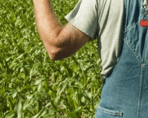 Pagamentos aos agricultores atingiram os 830 milhões de euros em 2014