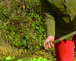 País Basco procura incentivar Mulheres a Dirigir Explorações Agrícolas
