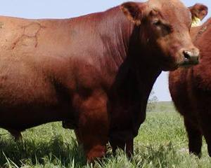 Países da UE aguardam autorização para Exportar Carne de Bovino para os EUA