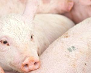 Países Nórdicos propõem novas medidas para melhorar Bem-Estar Animal