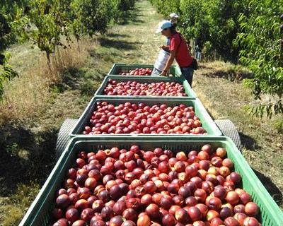 Para onde caminham os Frutos de Caroço?
