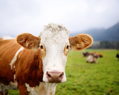 Parasitas resistentes a anti-helmínticos custam milhões à produção animal europeia todos os anos