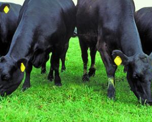 Parlamento Europeu contra uso de Animais Clonados para Produção Alimentar