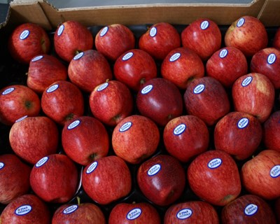 PDR 2020: candidaturas até 7 de junho em Fruticultura e Olivicultura